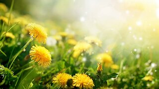 Soothing Spring Music - Dandelion Fields ★926 | Relaxing, Beautiful