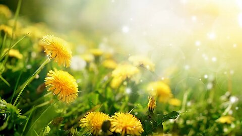 Soothing Spring Music - Dandelion Fields ★926 | Relaxing, Beautiful