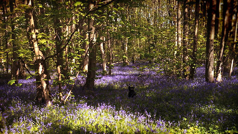 Dog frolics about in beautiful bluebell meadow