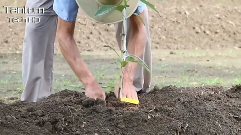 Incrível Processo de Cultivo