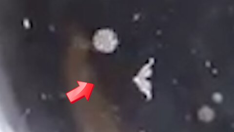 Baby jellyfish are small and cute [Mystery]