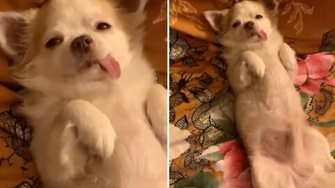 Cute and Funny Chihuahua Sticking Tongue Out