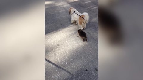 "Adorable Baby Raccoon Walks With Dog"