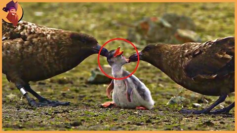 15 Insanely Brutal Moments Of Birds Hunting Their Prey