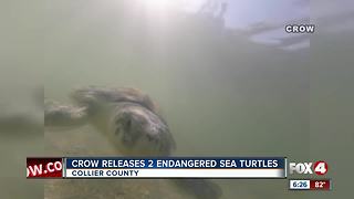 Two endangered Kemp's ridley turtles released in Naples