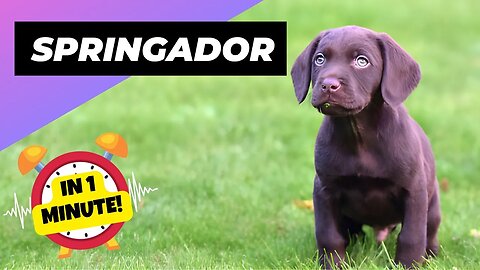 Springador - In 1 Minute! 🐶 One Of The Most Beautiful Crossbreed Dogs | 1 Minute Animals