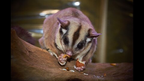 SUGAR GLIDERS Flying - Funny & Cute Compilation