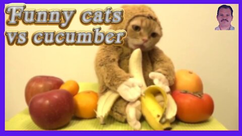 Funny cats vs cucumber 2021! Try not to laugh challenge!