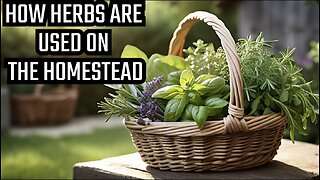 The Different Ways That Herbs Can Be Used to Maximize Your Homestead's Success