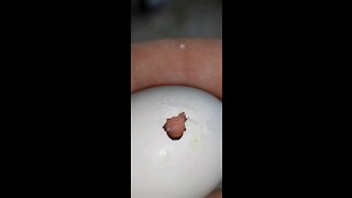 An egg hatching