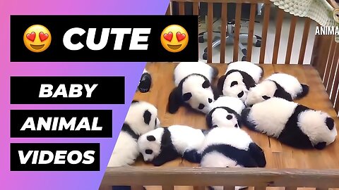 The Cutest Baby Animals In The World 🔴