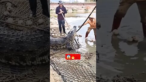 😱 A worker pull out Big Crocodile from the farm😱🔥 #shorts #crocodiles #viral