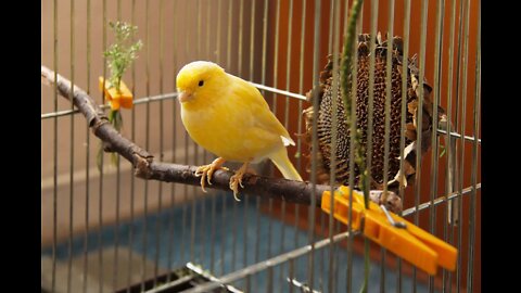 canary laying an egg