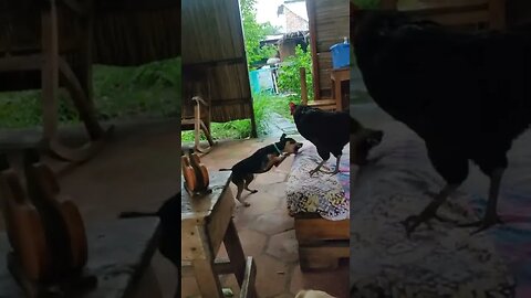 Dog scared of Chicken