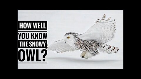 Snowy Owl || Description, Characteristics and Facts!