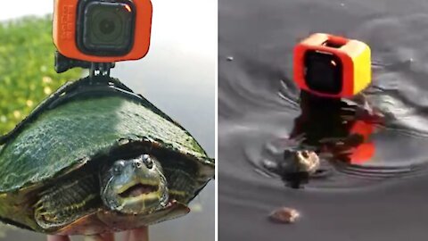 Pet turtle swims in pond with GoPro attached to his shell