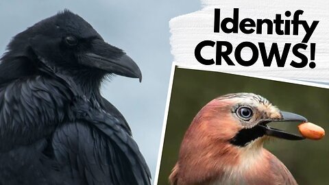 CROWS