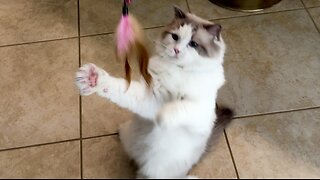 Ragdoll cat adorably demands toy and gets it