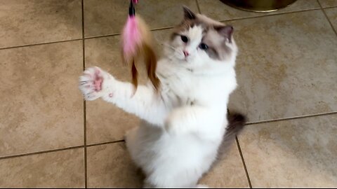 Ragdoll Cat Adorably Demands Toy And Gets It