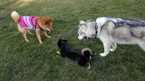 Husky mediates tension between two dogs