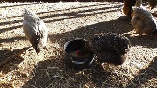 Chickens taste test Peanut Coconut Quinoa dish.