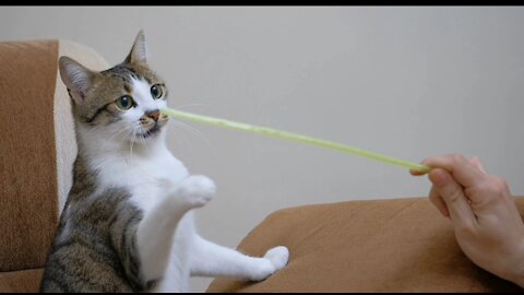 Pet owner playing with a cute cat