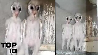 Top 10 Unsettling Signs Of Alien Life Found In Terrifying Places