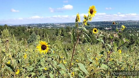 Sunflowery Day