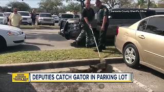 Deputies catch gator in parking lot in Sarasota County