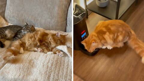 Cats Race To Food Bowls When Automatic Feeders Goes Off