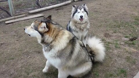 Alaskan Malamutes Deep Morning Howls James Earl Jones Of Dogs