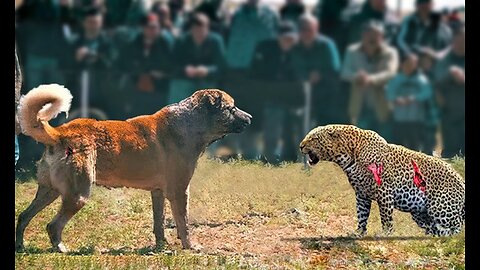 Unveiling Nature's Fear: Why Leopards Cower in the Presence of This Remarkable Dog 🐆🐕