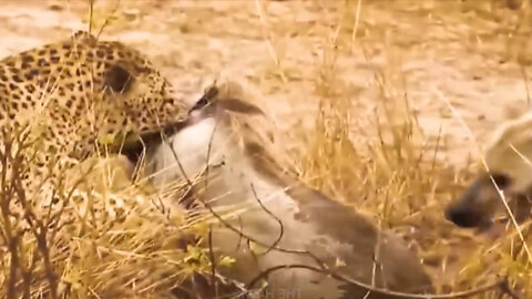 The hyena tries to steal food from the leopard