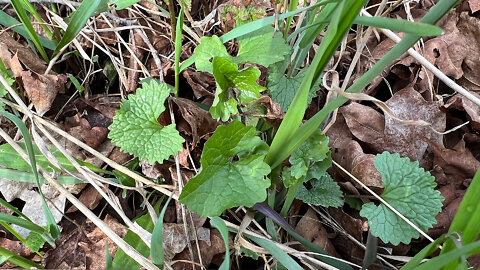 Foraging Garlic Mustard- Part 1