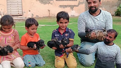 Mini zoo | kids enjoying with puppies | fun video | villageincity99 | #petlovers #petvlog #dogs