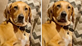 Goofy pup makes strange sounds to get owner's attention