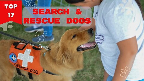 TOP 17 Best Dog Breeds For Search and Rescue.