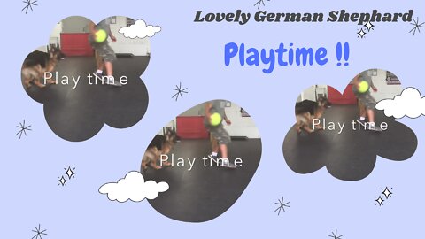 Lovely German Shepherd Playtime!!