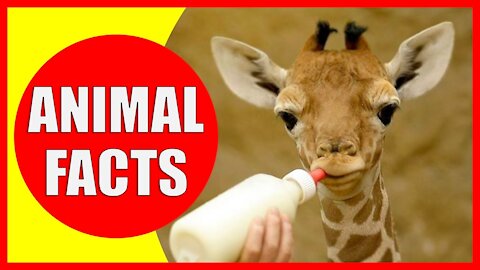 5 Unique Facts About 5 Different Animals