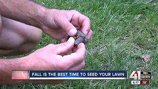 Fall is the best time to seed your lawn