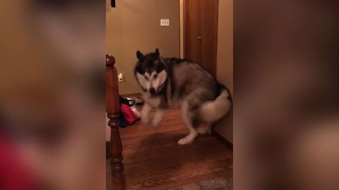 Little Baby Girl Loves Playing Peekaboo With The Family Husky