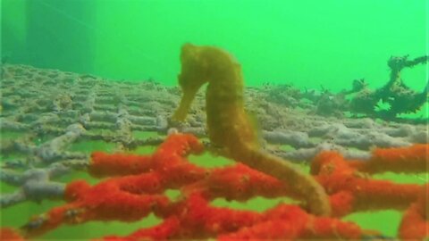 Swimmer finds beautiful sea horse fighting the current under the dock