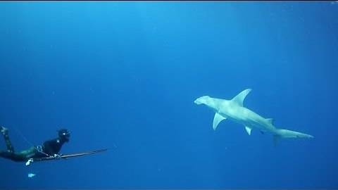 Hammerhead shows why spearfishing is a team sport