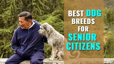 Perfect Companions: Top 10 Dog Breeds for Seniors and Retirees 🌟🐕