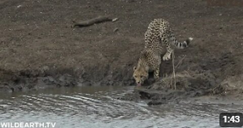 Crocodile attacks unsuspecting cheetah cub