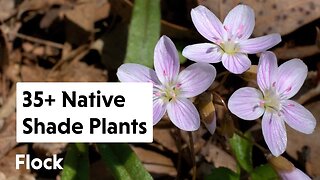 35+ NATIVE SHADE PLANTS for the Garden — Ep. 159