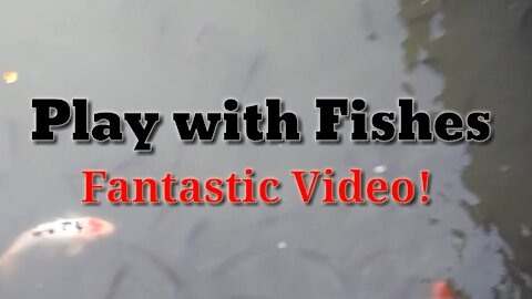 Fishes Are Playing With Men //Fish Video//Fishing Video//