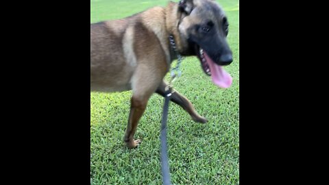 8 month old Malinois rescued from life of neglect