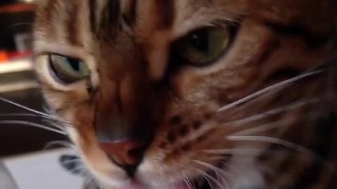 Cat chows down on tasty banana