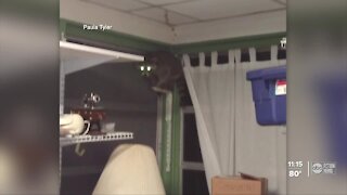 Homeowner calls Tampa police after raccoon broke into her home